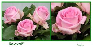 ROSE REVIVAL 50